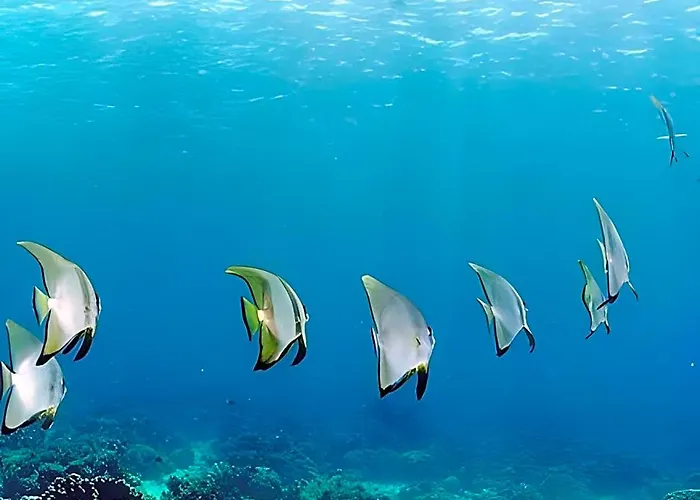 Nalusuan Island And Marine Sanctuary 2*