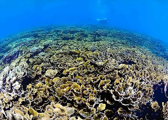 Hotel Nalusuan Island And Marine Sanctuary