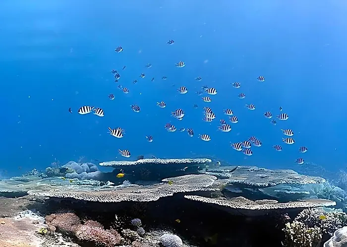 Nalusuan Island And Marine Sanctuary 2*